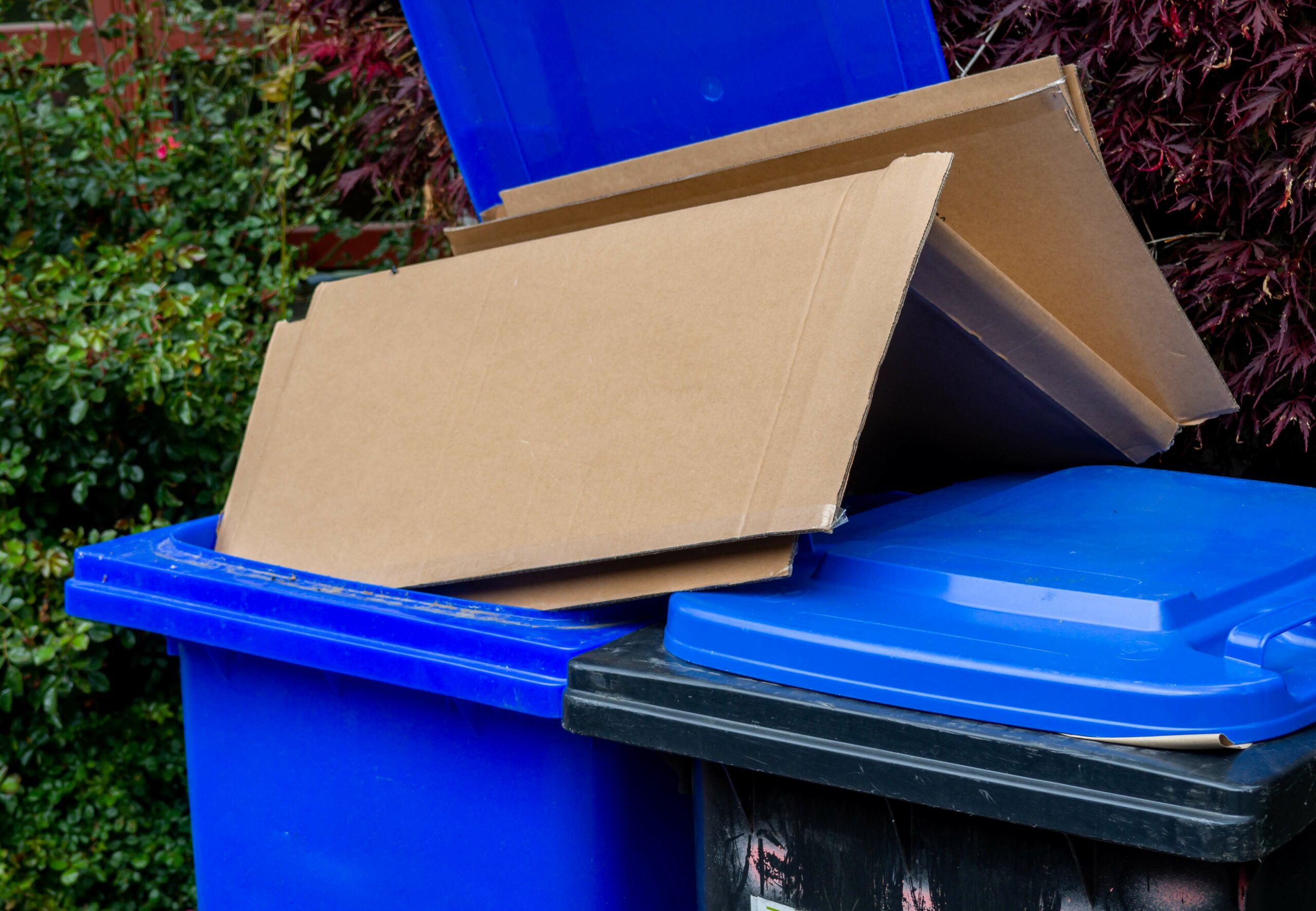 Papiertonne mit großem Pappkarton völlig überfüllt